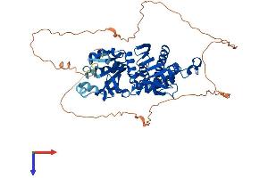 PANK1 Protein (AA 1-548) (His tag)