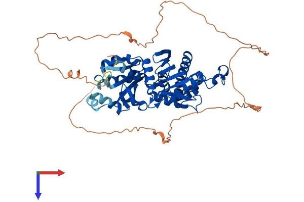 PANK1 Protein (AA 1-548) (His tag)