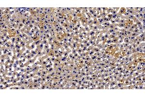 Detection of ORM2 in Mouse Liver Tissue using Polyclonal Antibody to Orosomucoid 2 (ORM2)