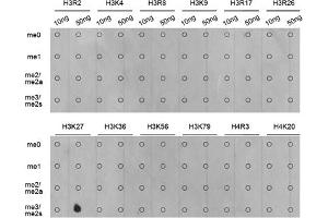 Dot-blot analysis of various methylation peptides using Trimethyl-Histone H3-K27 antibody (ABIN5969810). (Histone 3 Antikörper  (H3K27me3))