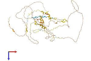 RAI2 Protein (AA 1-529) (His tag)