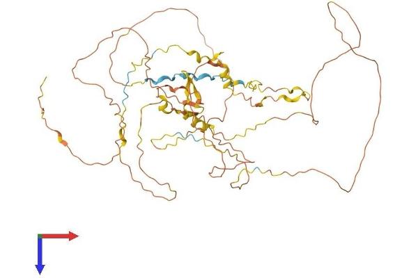 RAI2 Protein (AA 1-529) (His tag)