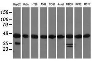 Image no. 2 for anti-DnaJ (Hsp40) Homolog, Subfamily A, Member 2 (DNAJA2) antibody (ABIN1497864) (DNAJA2 Antikörper)