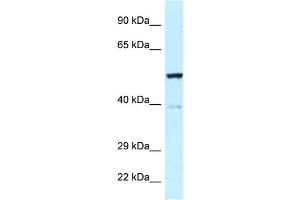 WB Suggested Anti-Trp63 Antibody   Titration: 1. (TRP63 Antikörper  (Middle Region))