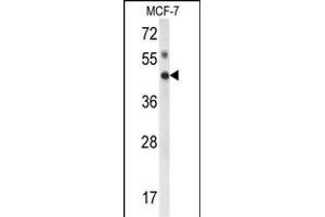 Western blot analysis of IK Antibody (Center) (ABIN652944 and ABIN2842603) in MCF-7 cell line lysates (35 μg/lane).
