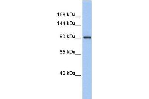 Western Blotting (WB) image for anti-Zinc Finger Protein 295 (ZNF295) antibody (ABIN2457974) (ZNF295 Antikörper)