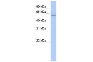 Copine IV antibody used at 1 ug/ml to detect target protein.