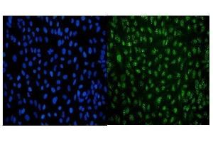 IF analysis of LSM8 using anti-LSM8 antibody (ABIN7599578). (NAA38 Antikörper  (AA 1-96))