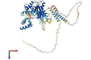 JRK Protein (AA 1-557) (His tag)