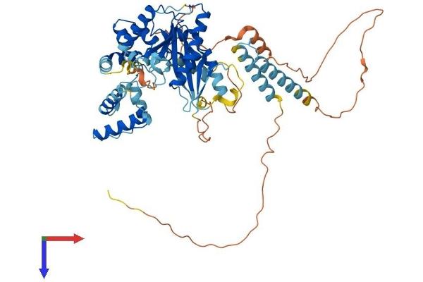 JRK Protein (AA 1-557) (His tag)
