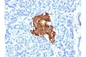IHC testing of human pancreas stained with Insulin antibody (E2-E3). (Insulin Antikörper  (AA 1-84))