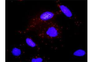 Proximity Ligation Assay (PLA) image for anti-GNAS Complex Locus (GNAS) (AA 1-394) antibody (ABIN516107)
