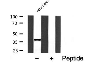Western blot analysis of extracts of rat spleen cell lines, using HNRNPA2B1 antibody. (HNRNPA2B1 Antikörper  (N-Term))