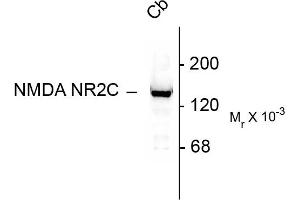 Western blots of 10 ug of rat cerebellar lysate showing specific immunolabeling of the ~140k NR2C subunit of the NMDA receptor.