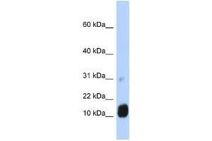 Western Blotting (WB) image for anti-GTP Cyclohydrolase I Feedback Regulator (GCHFR) antibody (ABIN2458763)