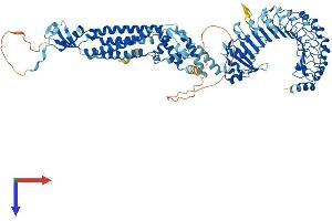 LRRC8A Protein (AA 1-810) (His tag)