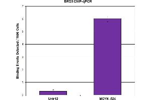 BRD3 antibody (pAb) tested by ChIP. (BRD3 Antikörper  (C-Term))