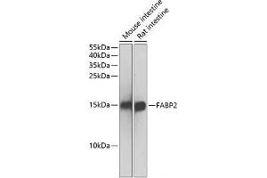 Western blot analysis of extracts of various cell lines using FABP2 Polyclonal Antibody at dilution of 1:500. (FABP2 Antikörper)