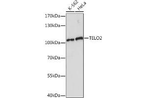 Western blot analysis of extracts of various cell lines, using TELO2 Rabbit pAb (ABIN7270760) at 1:1000 dilution.