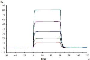 Human CD155, hFc Tag captured on Protein A chip, can bind Human DNAM-1, His Tag with an affinity constant of 0. (CD226 Protein (CD226) (AA 19-247) (His-Avi Tag))