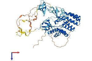 NCF2 Protein (AA 1-526) (His tag)