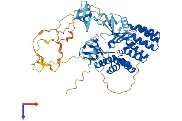 NCF2 Protein (AA 1-526) (His tag)