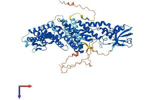 RHPN2 Protein (AA 1-686) (His tag)