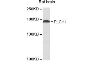 Western blot analysis of extracts of rat brain, using PLCH1 antibody. (PLCH1 Antikörper)
