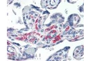 Immunohistochemistry analysis of human placenta tissue stained with Syntaxin 13, mAb (15G2) at 20 μg/mL. (Syntaxin 12 Antikörper  (Cytoplasmic Domain))