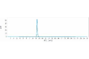 anti-IL13 (Lebrikizumab Biosimilar) antibody