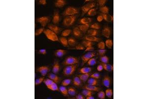 Immunofluorescence analysis of HeLa cells using A antibody (ABIN1678588, ABIN3015506, ABIN3015508 and ABIN6218562) at dilution of 1:100. (alpha 1 Adrenergic Receptor Antikörper  (AA 346-475))