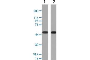 Western Blot (Cell lysate) analysis with NAPSA monoclonal antibody, clone NAPSA/1239 : 1. (NAPSA Antikörper)