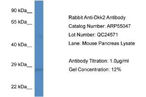 Western Blotting (WB) image for anti-Dickkopf 2 Homolog (DKK2) (Middle Region) antibody (ABIN2786024) (DKK2 Antikörper  (Middle Region))