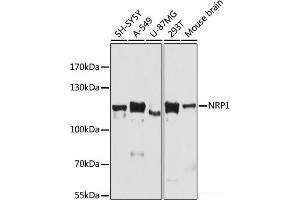Western blot analysis of extracts of various cell lines using NRP1 Polyclonal Antibody at dilution of 1:3000. (Neuropilin 1 Antikörper)