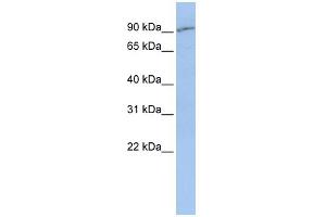 SLC15A2 Antikörper  (Middle Region)