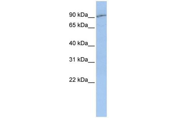 SLC15A2 Antikörper  (Middle Region)