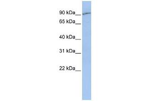 WB Suggested Anti-SLC15A2 Antibody Titration:  0. (SLC15A2 Antikörper  (Middle Region))
