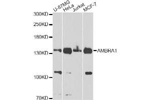 Western blot analysis of extracts of various cell lines, using FLJ20294 Antibody (ABIN5970441) at 1/1000 dilution. (AMBRA1 Antikörper)