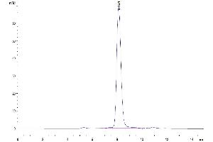 The purity of Human IL-18 R1 is greater than 95 % as determined by SEC-HPLC.
