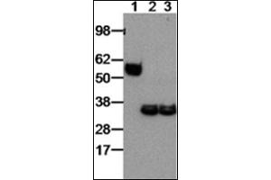 Western Blotting (WB) image for anti-Interleukin-27 subunit beta (IL-27b) antibody (ABIN781990) (EBI3 Antikörper)