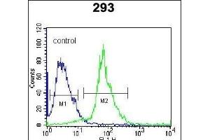 SRPK1 Antibody (C-term) (ABIN652386 and ABIN2841866) flow cytometric analysis of 293 cells (right histogram) compared to a negative control cell (left histogram). (SRPK1 Antikörper  (C-Term))