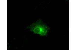 Anti-CLDN5 mouse monoclonal antibody (ABIN2452908) immunofluorescent staining of COS7 cells transiently transfected by pCMV6-ENTRY CLDN5 (RC207122). (Claudin 5 Antikörper)