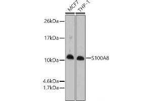 Western blot analysis of extracts of various cell lines using S100A8 Polyclonal Antibody at dilution of 1:1000. (S100A8 Antikörper)