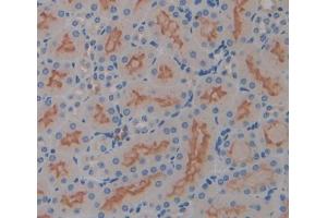 IHC-P analysis of Mouse Tissue, with DAB staining. (IL17RD Antikörper  (AA 356-603))