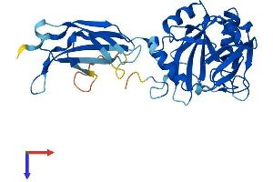 PHYHIP Protein (AA 1-330) (His tag)