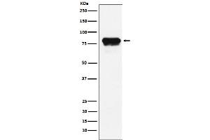 Western blot analysis of PLTP expression in HeLa cell lysate.
