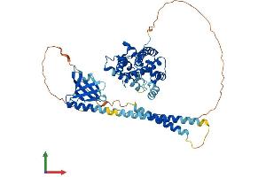 Protein Structure (PS) image for Pleckstrin Homology Domain Containing, Family A (Phosphoinositide Binding Specific) Member 8 (PLEKHA8) (AA 1-519) protein (His tag) (ABIN7554971)