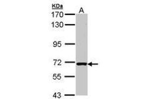 Image no. 1 for anti-RAS Guanyl Releasing Protein 2 (Calcium and DAG-Regulated) (RASGRP2) (AA 299-609) antibody (ABIN467507)