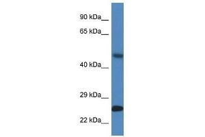 Western Blot showing Snx10 antibody used at a concentration of 1. (SNX10 Antikörper  (Middle Region))