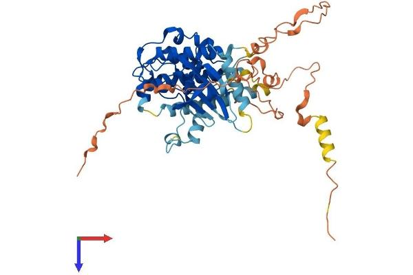 MKNK1 Protein (AA 1-465) (His tag)